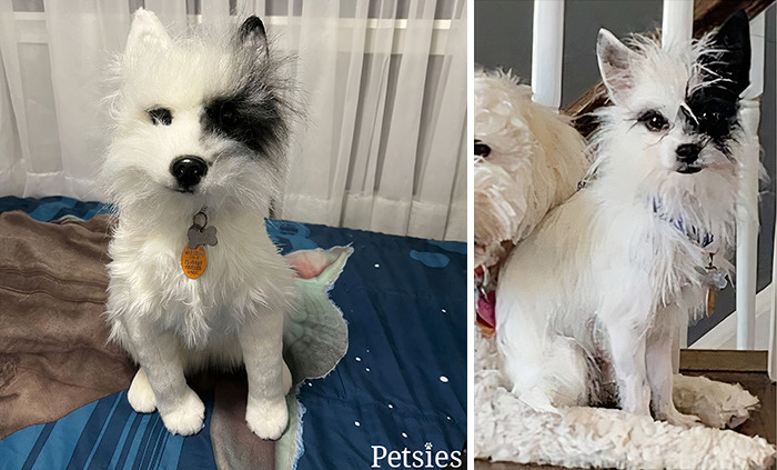 Owners Who Lost Their Pets Receive A Stuffed Clone Of Their Pet (52 New Pics)