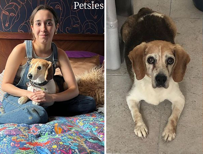 Owners Who Lost Their Pets Receive A Stuffed Clone Of Their Pet (52 New Pics)