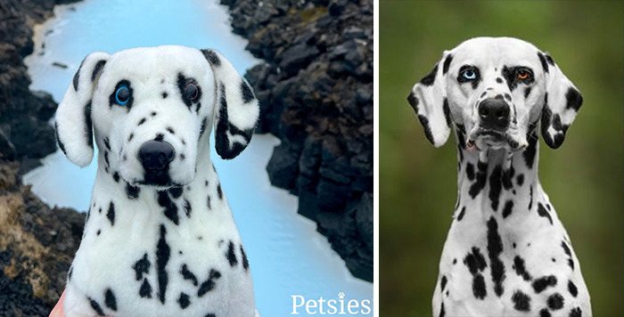 Owners Who Lost Their Pets Receive A Stuffed Clone Of Their Pet (52 New Pics)