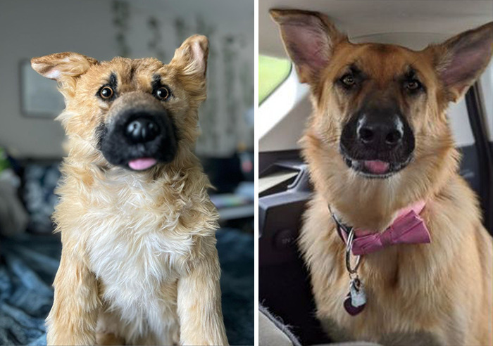 Owners Who Lost Their Pets Receive A Stuffed Clone Of Their Pet (52 New Pics)