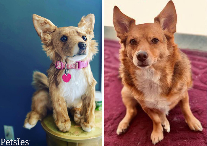 Owners Who Lost Their Pets Receive A Stuffed Clone Of Their Pet (52 New Pics)