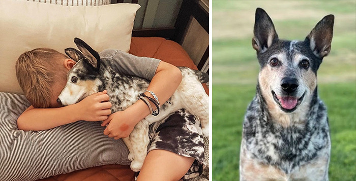 Owners Who Lost Their Pets Receive A Stuffed Clone Of Their Pet (52 New Pics)