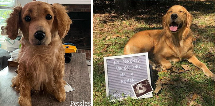 Owners Who Lost Their Pets Receive A Stuffed Clone Of Their Pet (52 New Pics)
