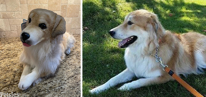 Owners Who Lost Their Pets Receive A Stuffed Clone Of Their Pet (52 New Pics)