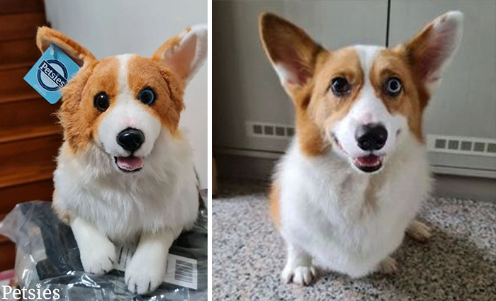 Owners Who Lost Their Pets Receive A Stuffed Clone Of Their Pet (52 New Pics)