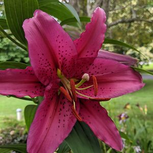 tamrastiffler avatar