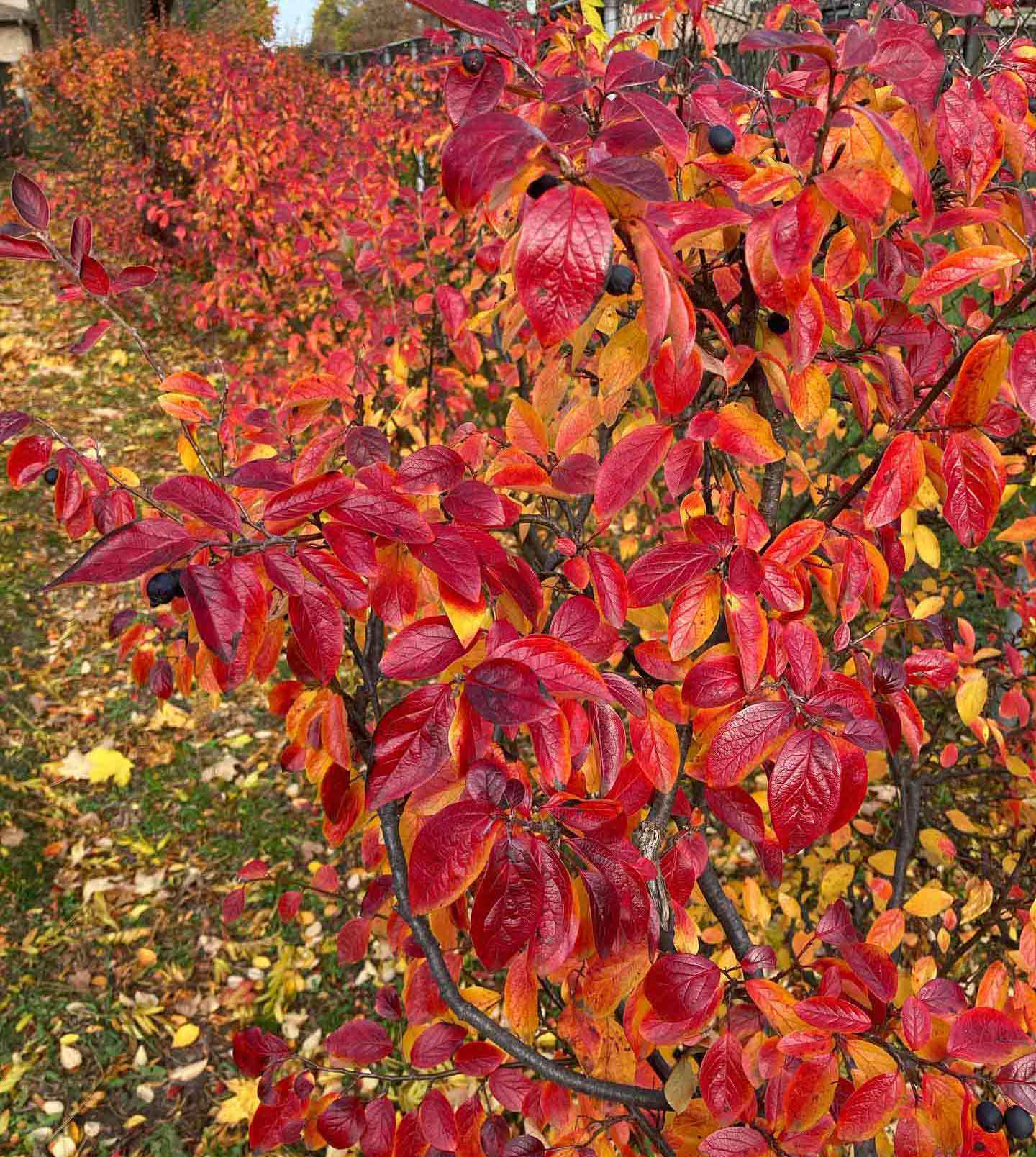 Peking Cotoneaster (Cotoneaster acutifolius var. lucidus or just Cotoneaster lucidus), is at its peak colour