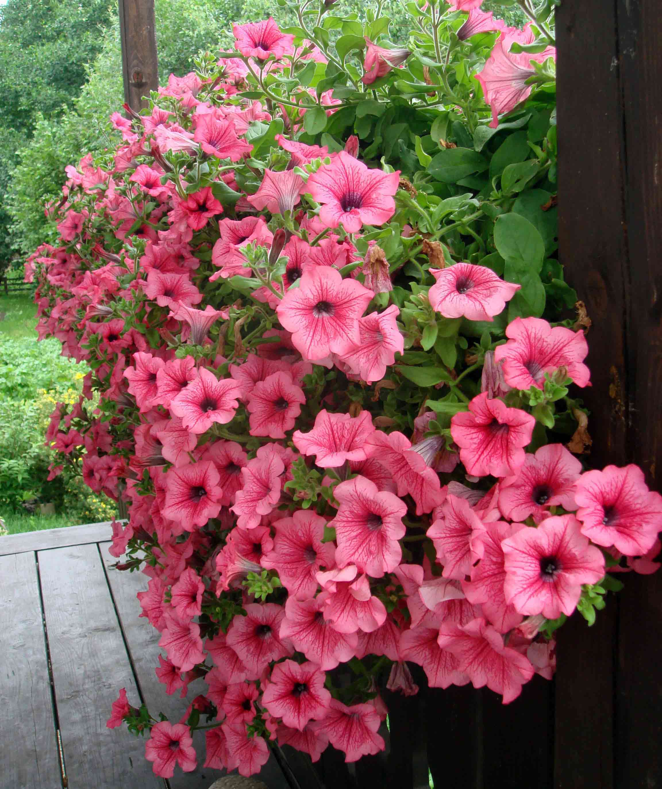 Blooming Petunia on balcony Blooming Petunia on balcony
