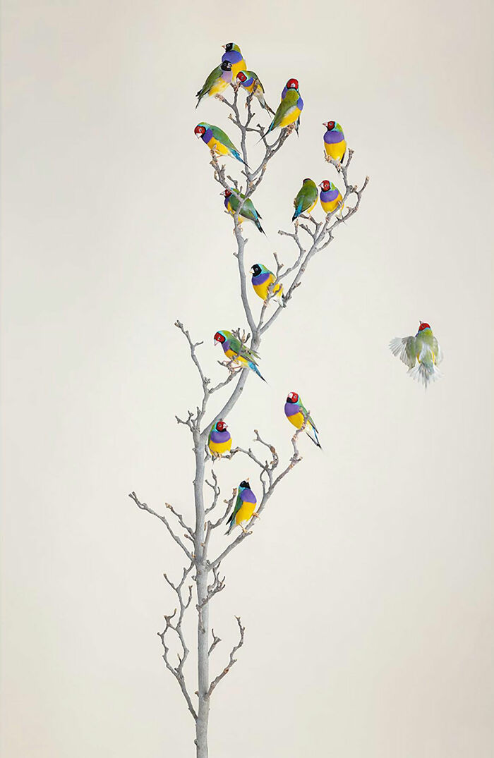 Photographer Captures The Diverse Beauty Of Naturally Colorful Birds (New Pics)