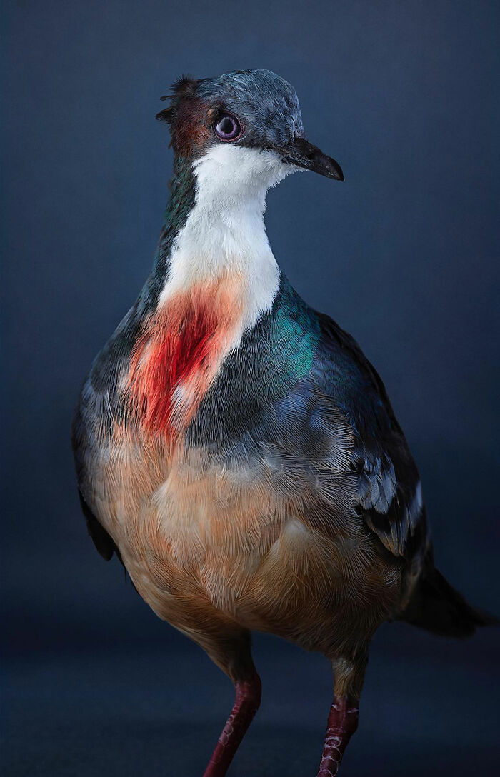 Photographer Captures The Diverse Beauty Of Naturally Colorful Birds (New Pics)