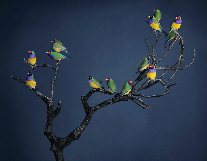 Photographer Captures The Diverse Beauty Of Naturally Colorful Birds (New Pics)