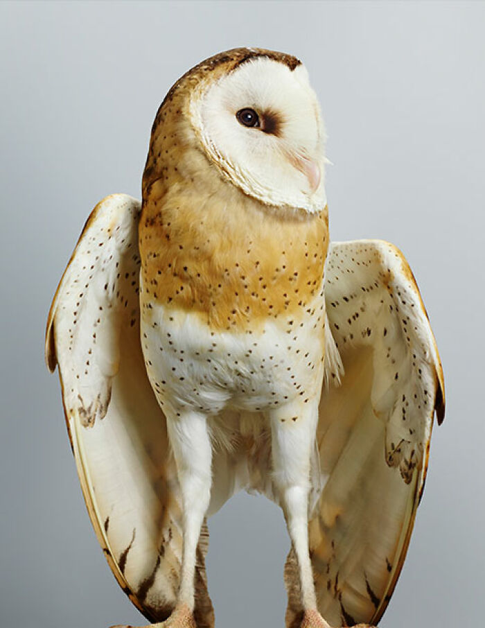 Photographer Captures The Diverse Beauty Of Naturally Colorful Birds (New Pics)