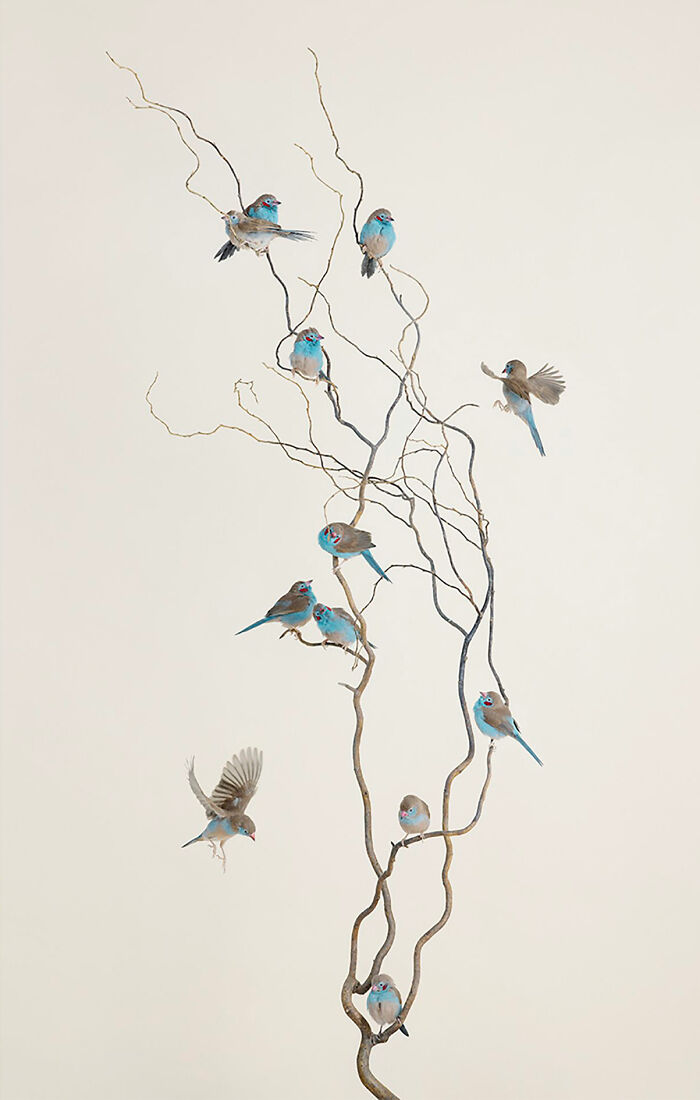 Photographer Captures The Diverse Beauty Of Naturally Colorful Birds (New Pics)