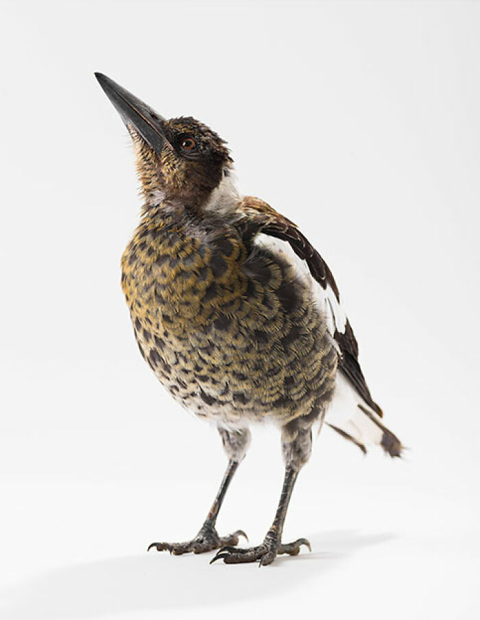 Photographer Captures The Diverse Beauty Of Naturally Colorful Birds (New Pics)