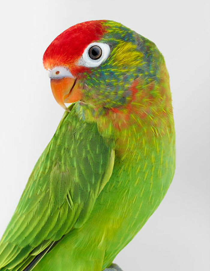 Photographer Captures The Diverse Beauty Of Naturally Colorful Birds (New Pics)