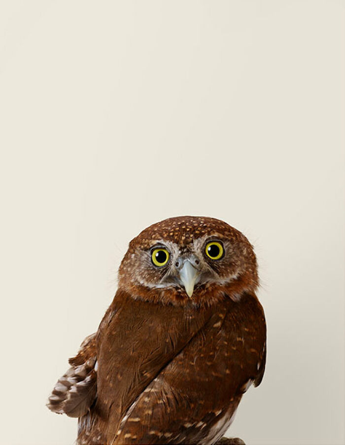 Photographer Captures The Diverse Beauty Of Naturally Colorful Birds (New Pics)