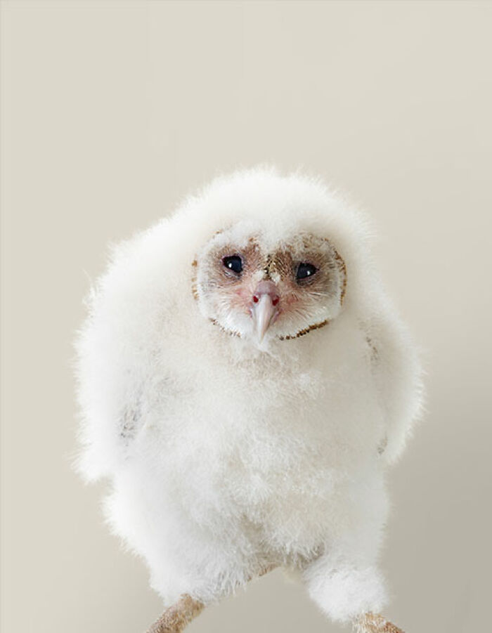 Photographer Captures The Diverse Beauty Of Naturally Colorful Birds (New Pics)