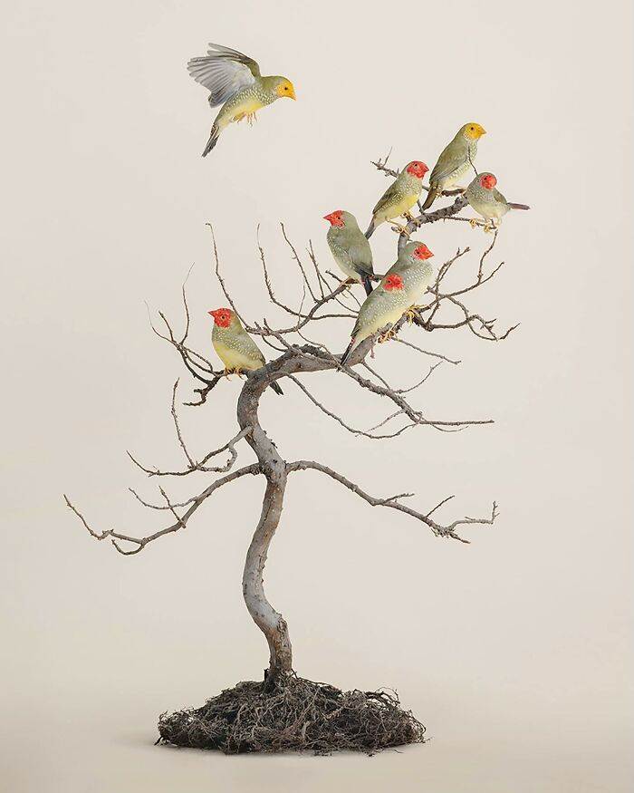 Photographer Captures The Diverse Beauty Of Naturally Colorful Birds (New Pics)