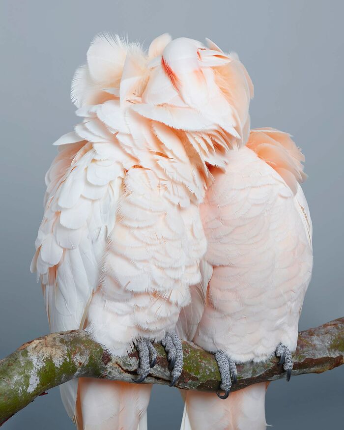 Photographer Captures The Diverse Beauty Of Naturally Colorful Birds (New Pics)