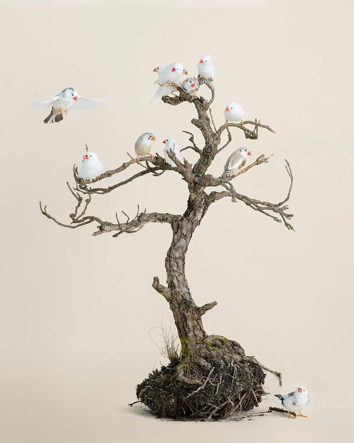 Photographer Captures The Diverse Beauty Of Naturally Colorful Birds (New Pics)