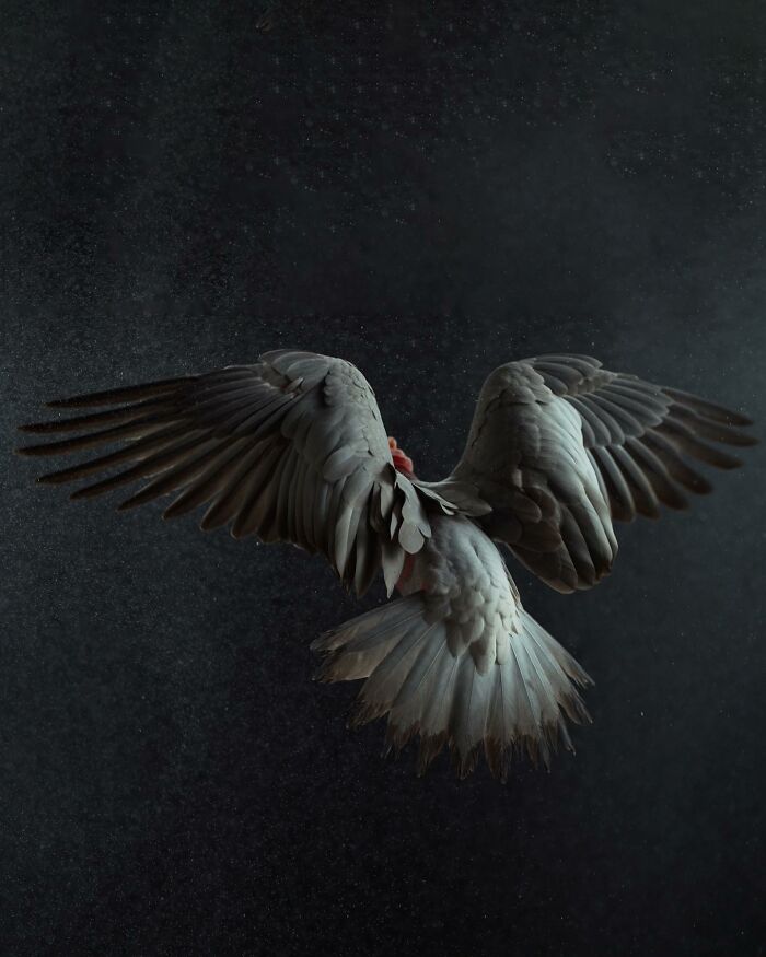 Photographer Captures The Diverse Beauty Of Naturally Colorful Birds (New Pics)