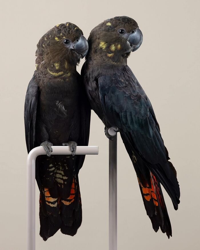 Photographer Captures The Diverse Beauty Of Naturally Colorful Birds (New Pics)