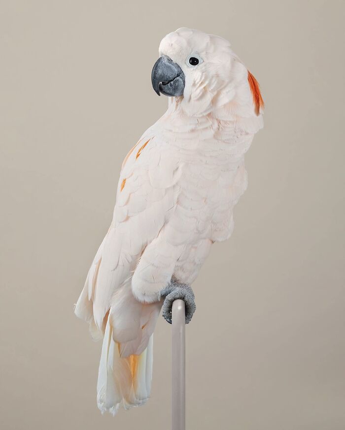 Photographer Captures The Diverse Beauty Of Naturally Colorful Birds (New Pics)