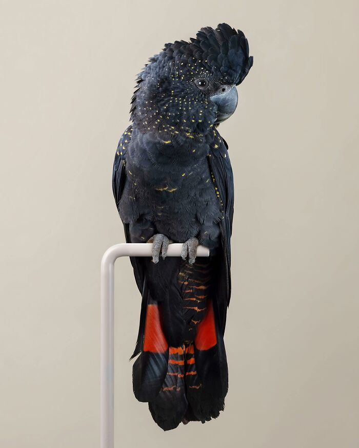 Photographer Captures The Diverse Beauty Of Naturally Colorful Birds (New Pics)