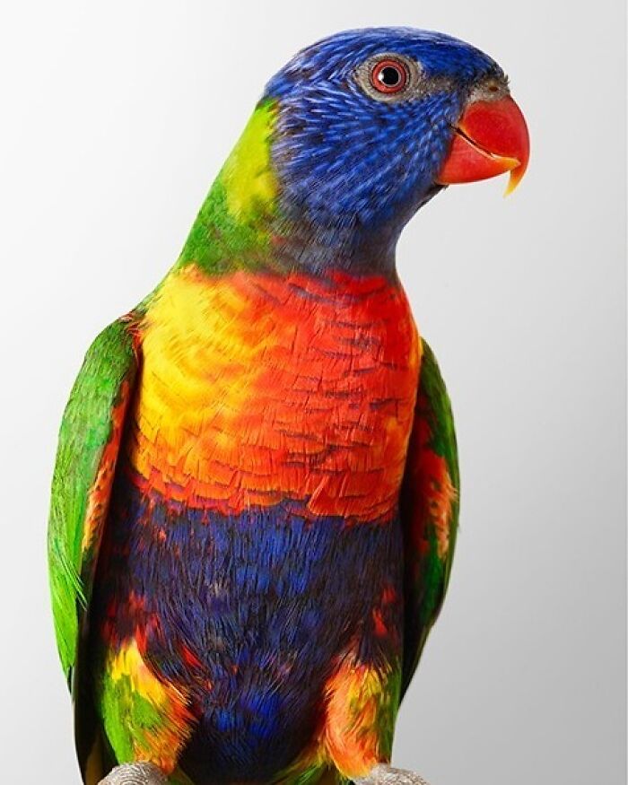 Photographer Captures The Diverse Beauty Of Naturally Colorful Birds (New Pics)