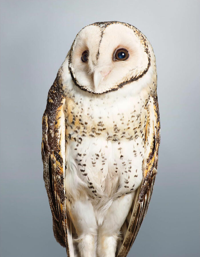 Photographer Captures The Diverse Beauty Of Naturally Colorful Birds (New Pics)