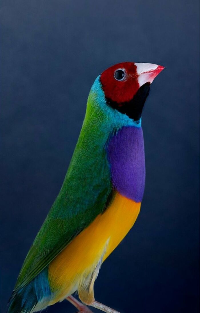 Photographer Captures The Diverse Beauty Of Naturally Colorful Birds (New Pics)