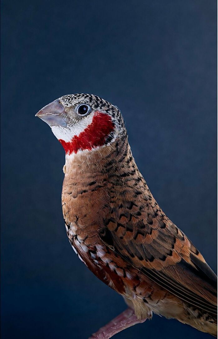 Photographer Captures The Diverse Beauty Of Naturally Colorful Birds (New Pics)