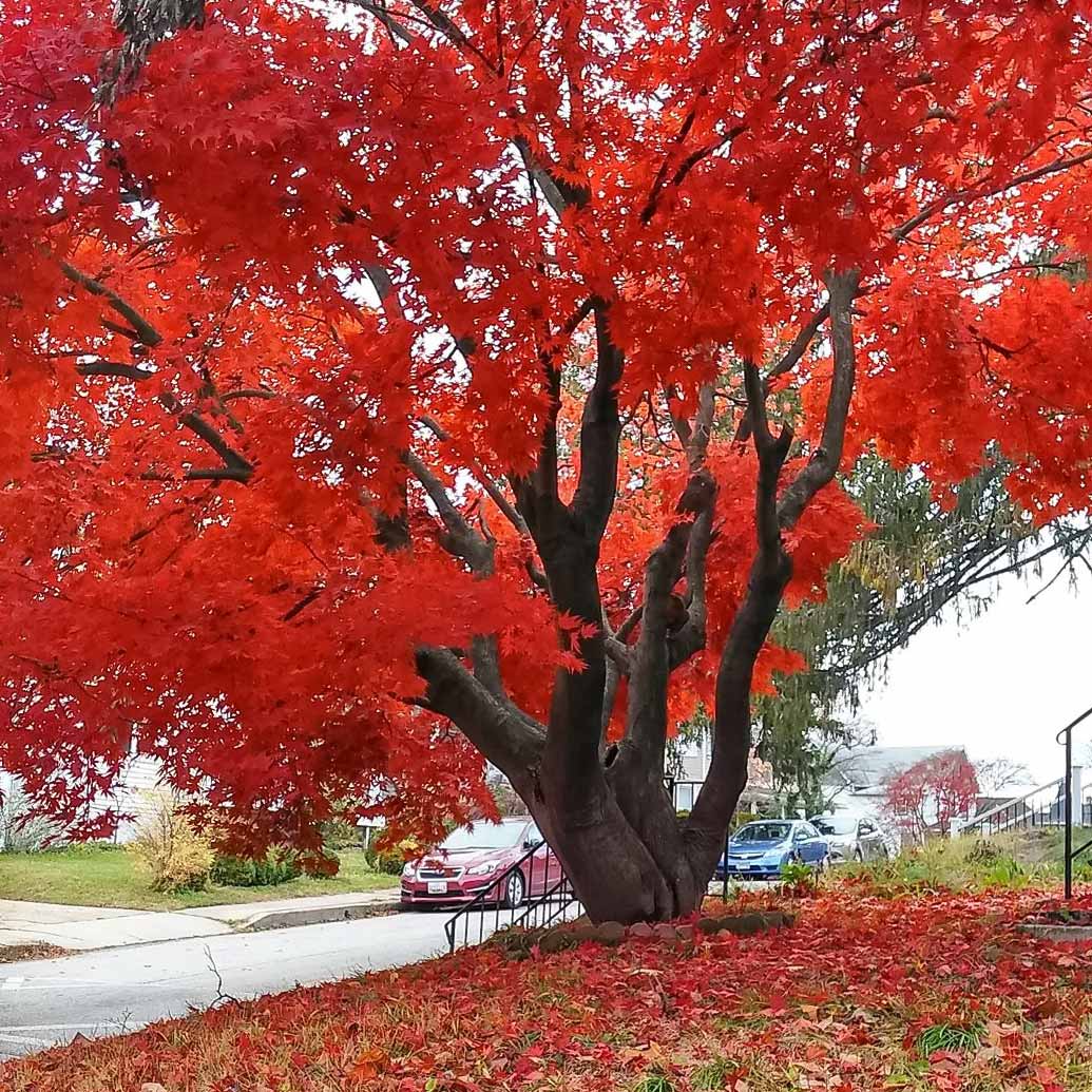 Red Maple tree