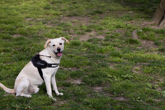Volunteers Of Paws NY Help These People To Take Care Of Their Pets So That They Won&rsquo;t Get Separated