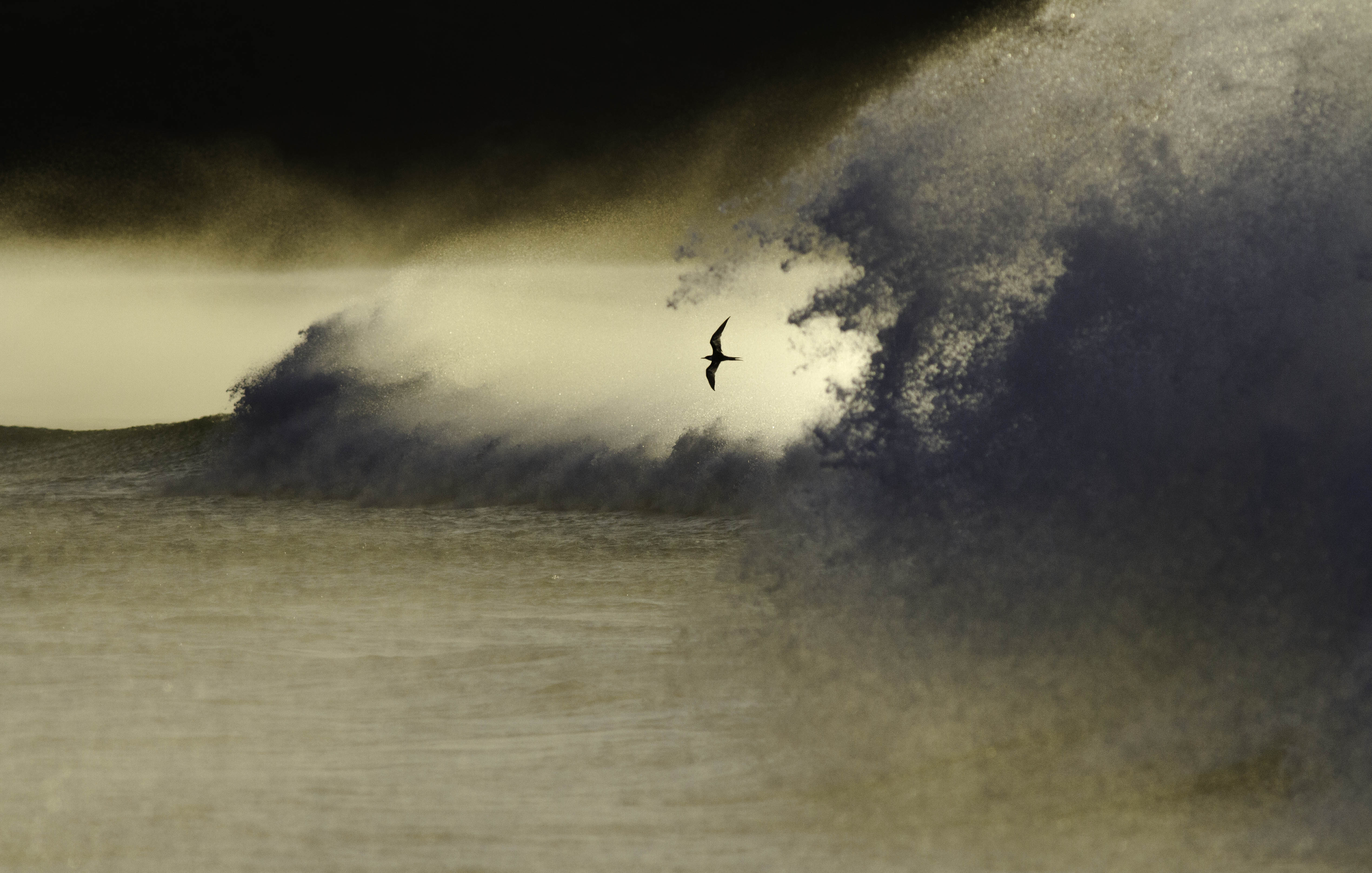 Golden Southeasters – Ruben Jenkins-Bate | Winner: Overall, First Place (South African Photographer Of The Year 2022)