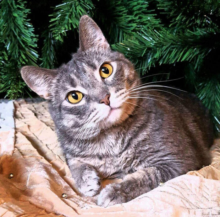 My Girl Lily Posing For Her Glamour Shot Under The Tree!