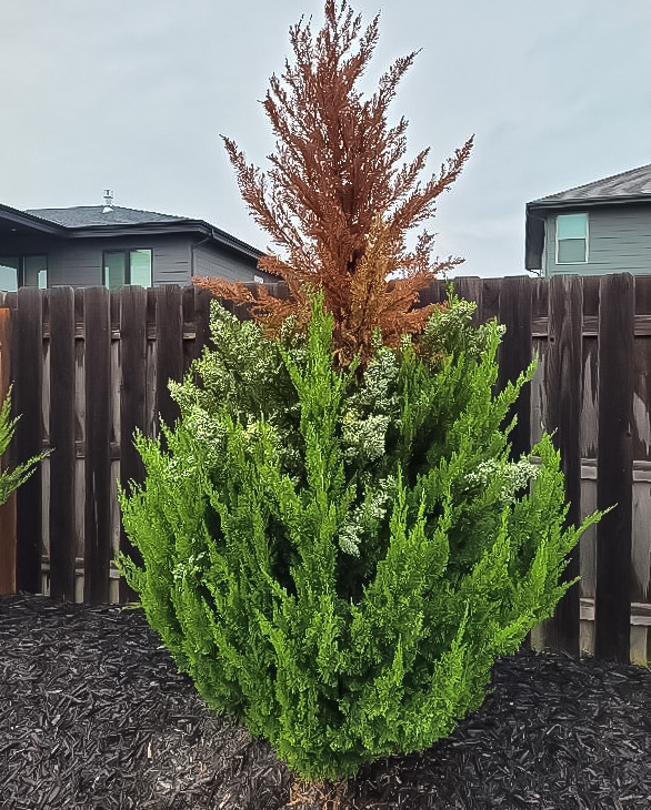 Spartan juniper with disease - top branches are brown