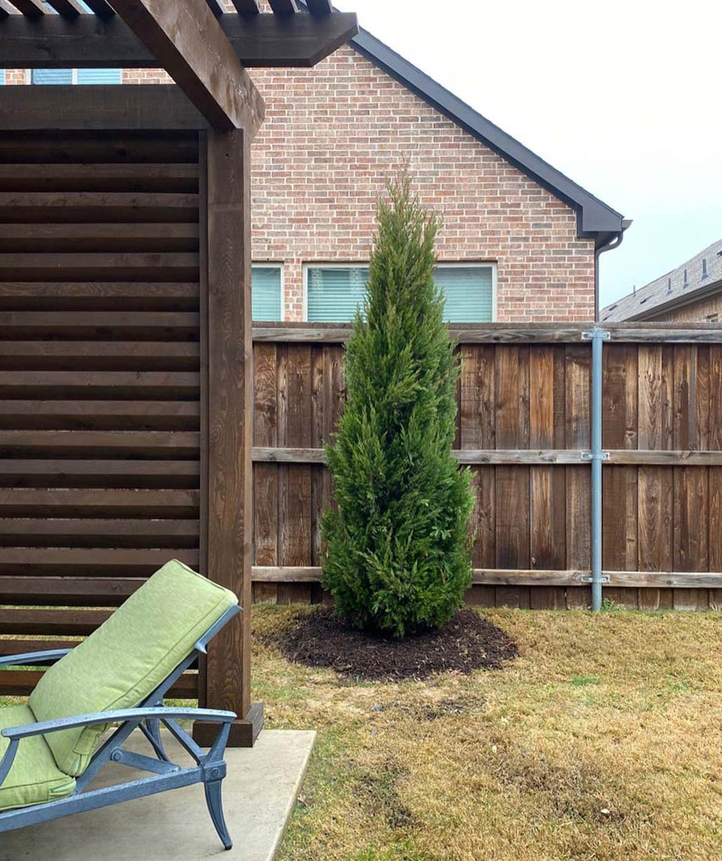 Spartan juniper tree in yard