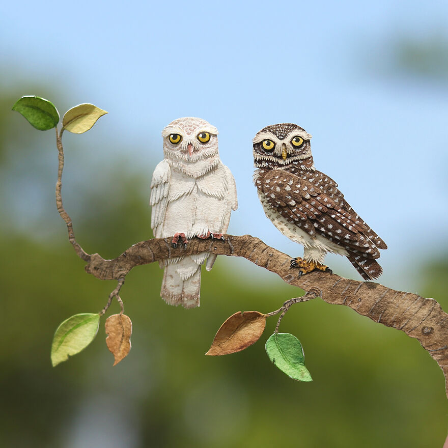 Spotted Owlet