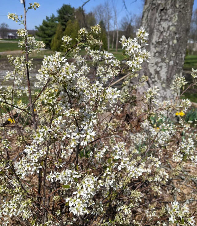 Standing ovation serviceberry
