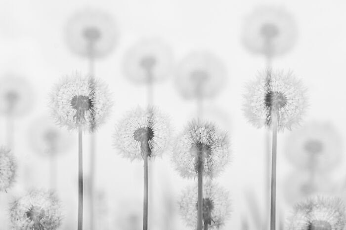 Category Plants And Fungi: Highly Commended, "Dandelions Lineup" By Alexey Korolyov