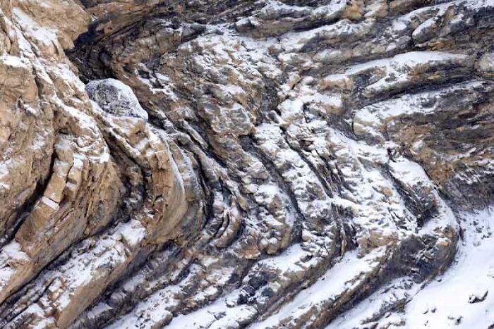 Category Animals Portraits: Highly Commended, "Master Of Camouflage" By Amit Eshel