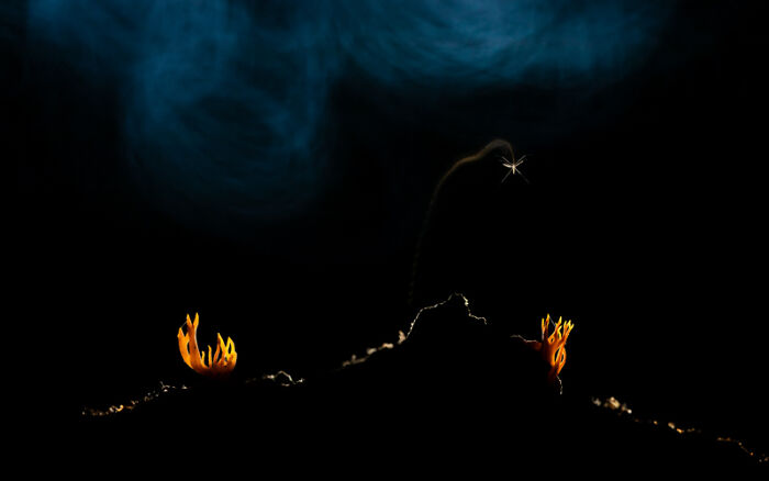 Category Plants And Fungi: Highly Commended, "Volcano Eruption" By Litauszki Tibor, Germany