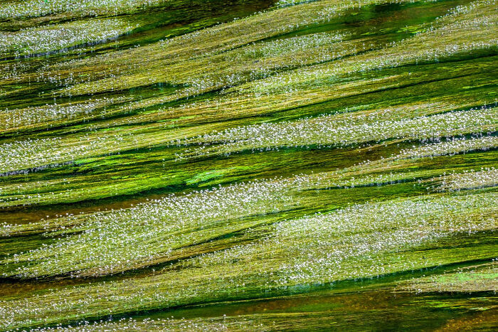 Plants And Fungi, Finalist: Endless River Of Green By Johan De Ridder, Belgium