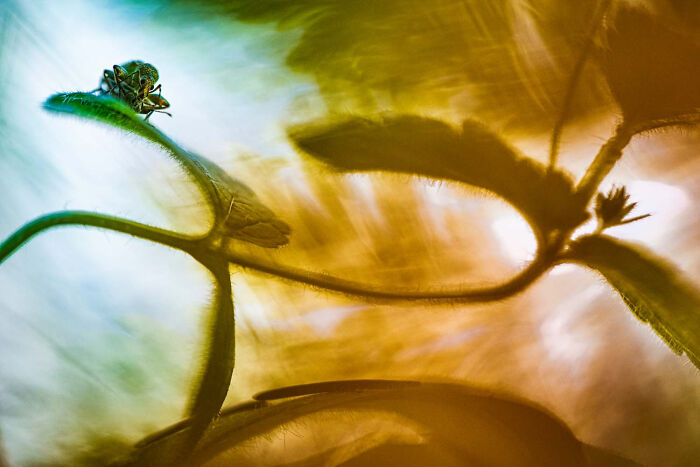 Other Animals, Finalist: Beetle Love By Lorenzo Shoubridge, Italy