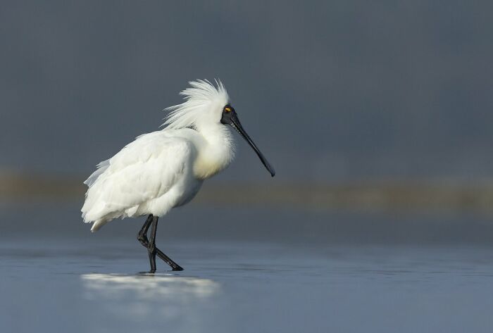 Wading Birds Of The Australian Floodplains: "Big Chief" By Michael Toms (Shortlist)