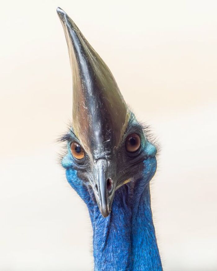 Bird Portrait: "Casso-Unwary" By Gail Yager (Shortlist)