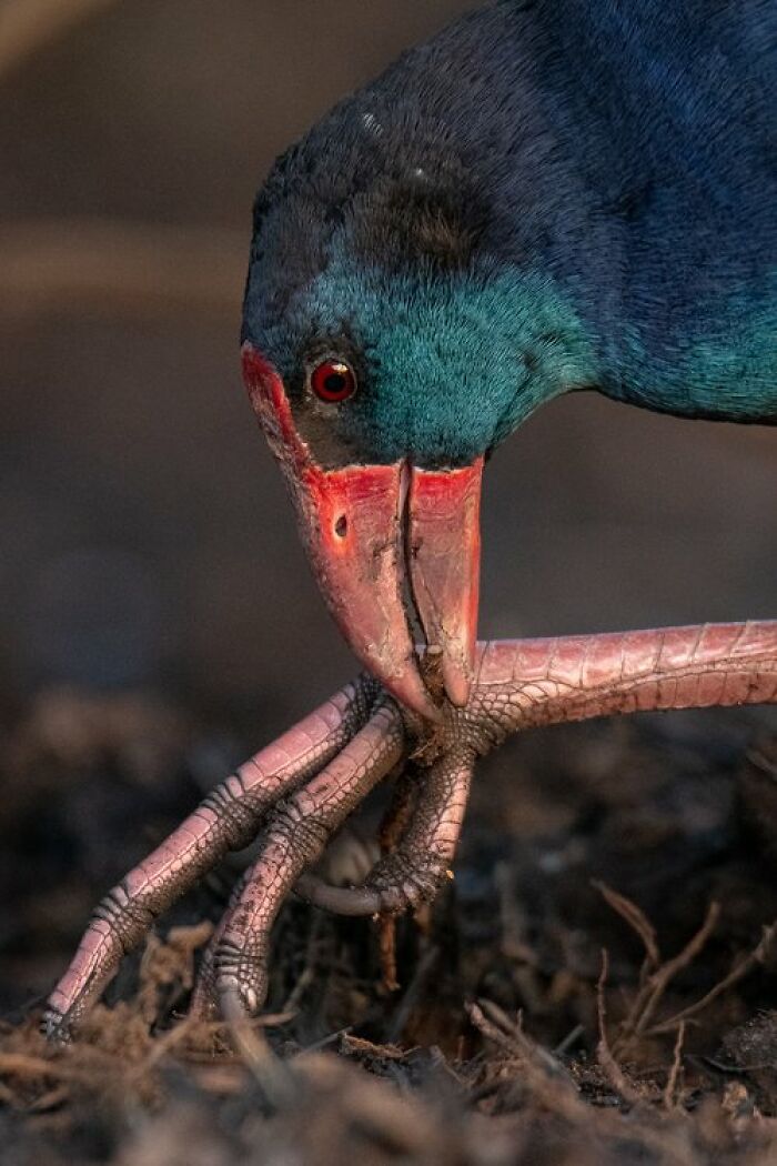 Youth: "Dexterous" By D'artagnan Sprengel (Shortlist)