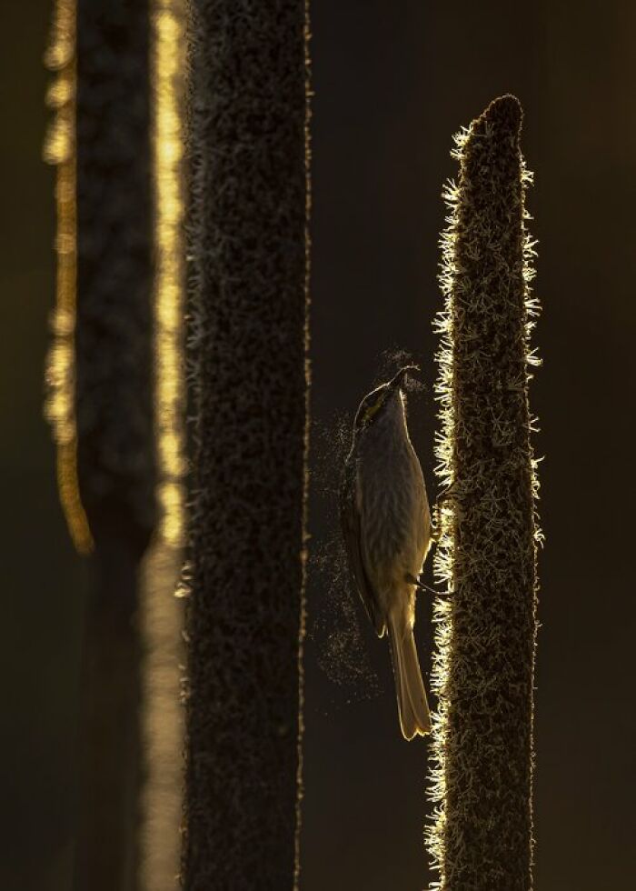 Bird Behavior: "Pollen Shower" By Guy Draper (Winner)