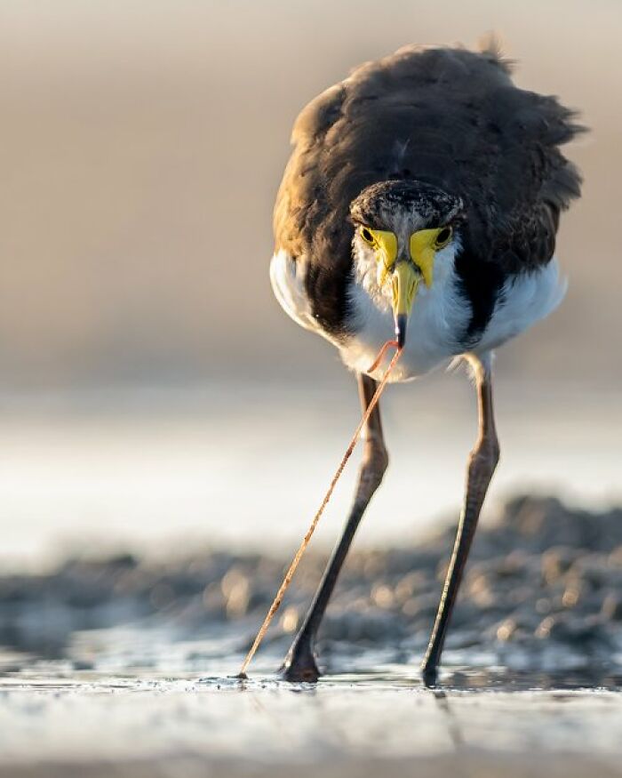 Bird Behavior: "Spaghetti" By Joel Evans (Shortlist)